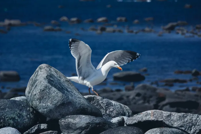 Mouette à Roscoff